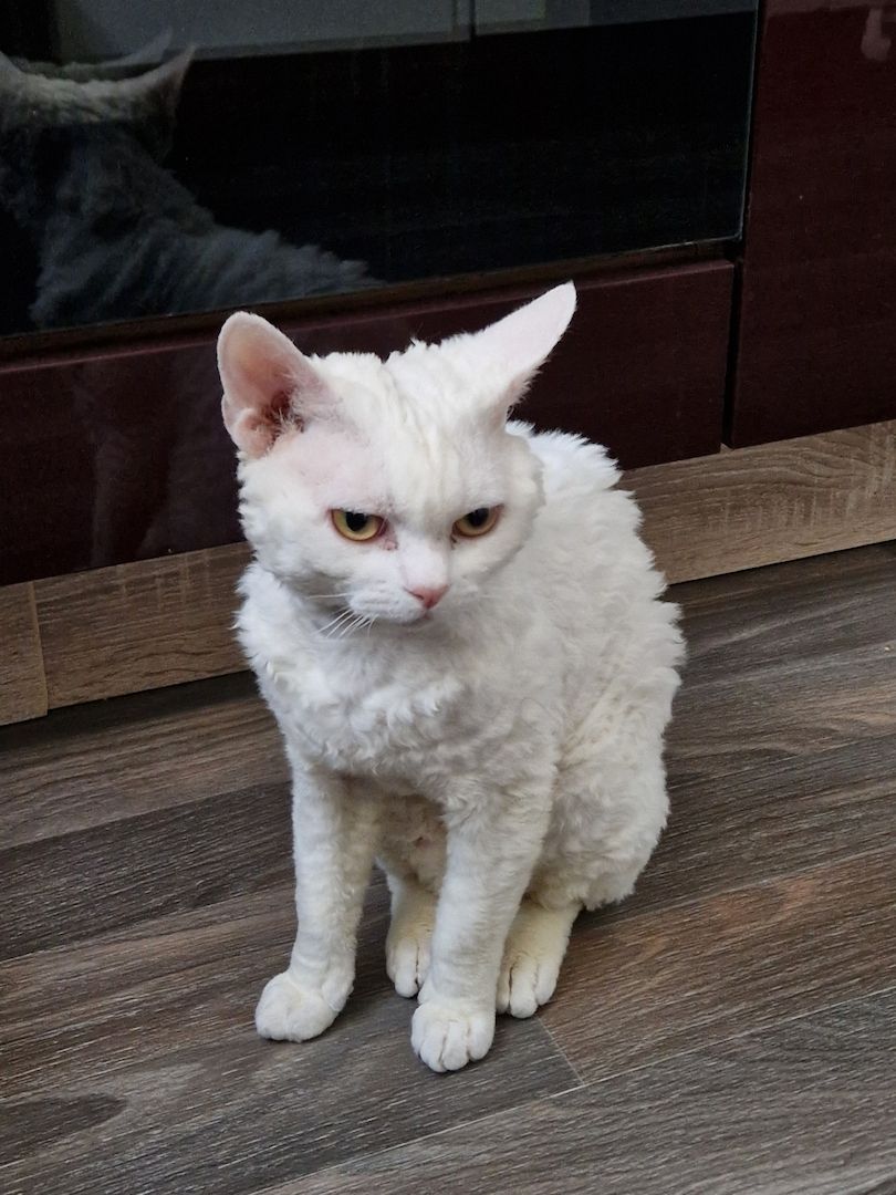 Devon Rex Kater