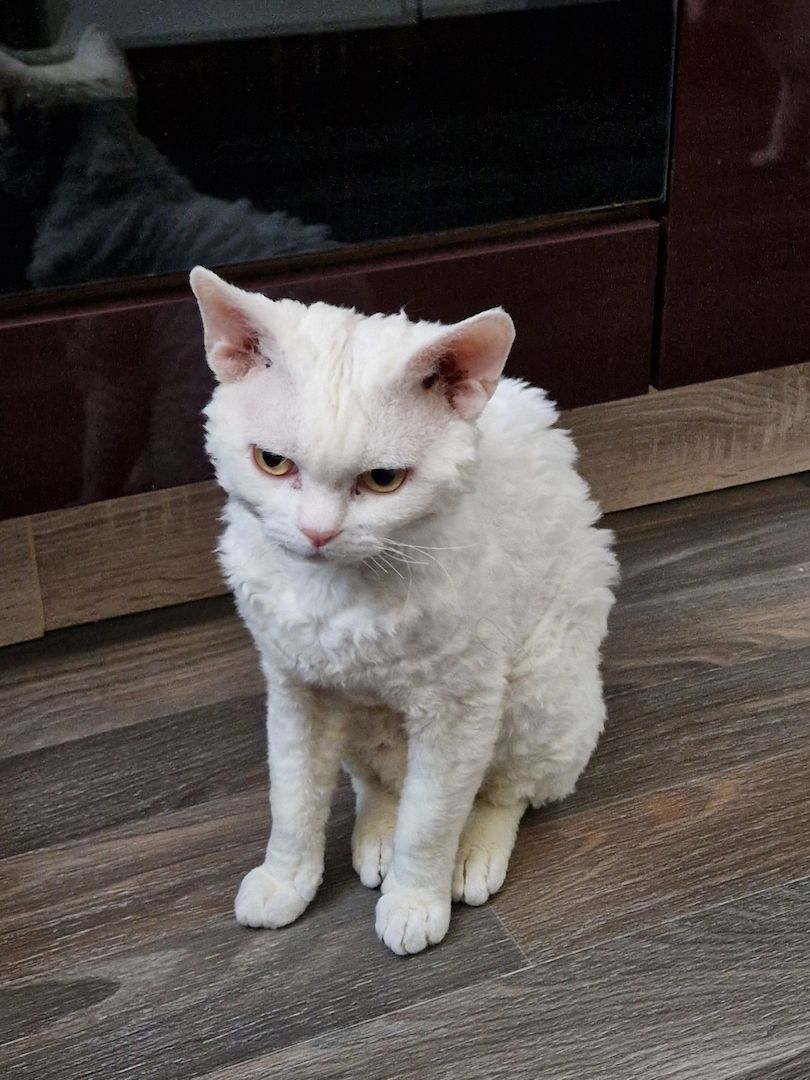 Devon Rex Kater