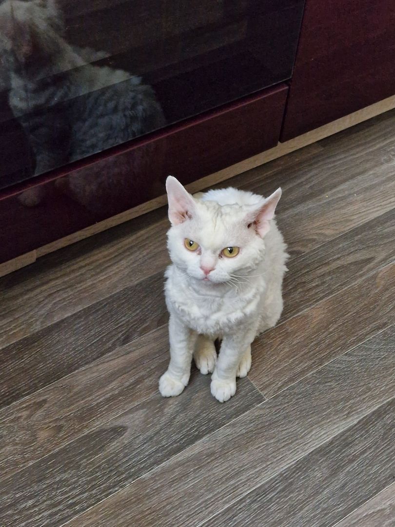 Devon Rex Kater