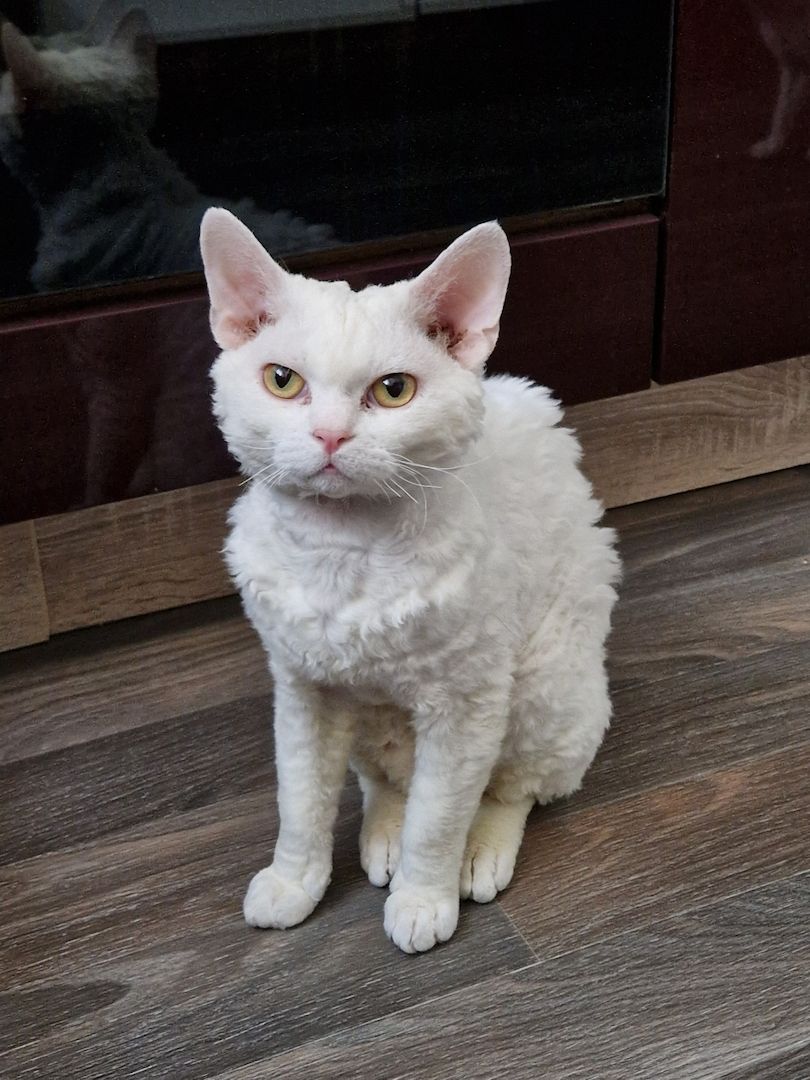 Devon Rex Kater