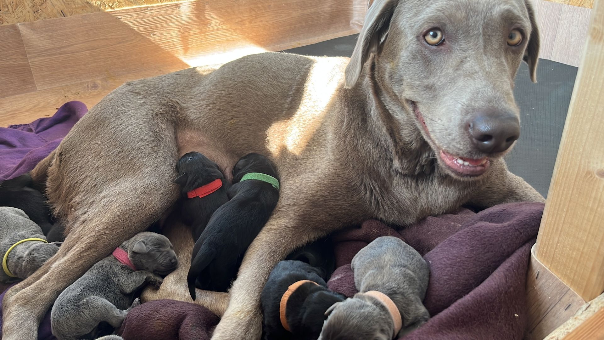 Labrador Welpen grau/schwarz