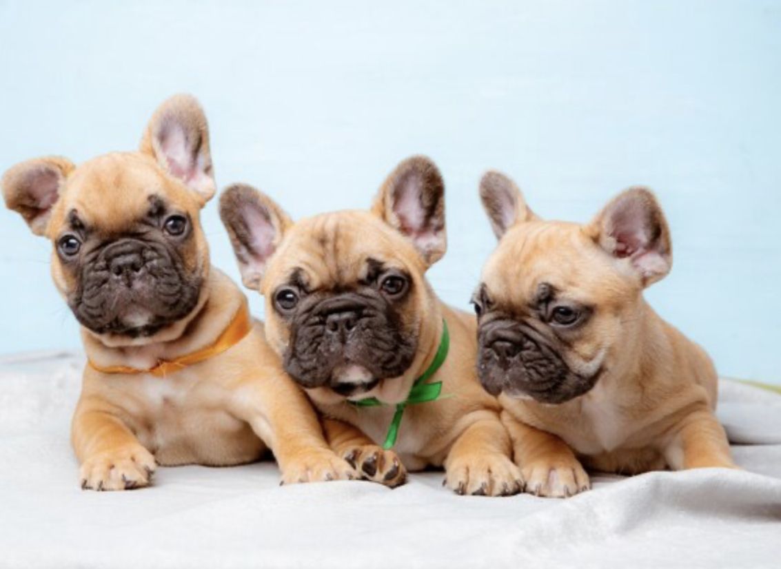 Französische Bulldog Welpen