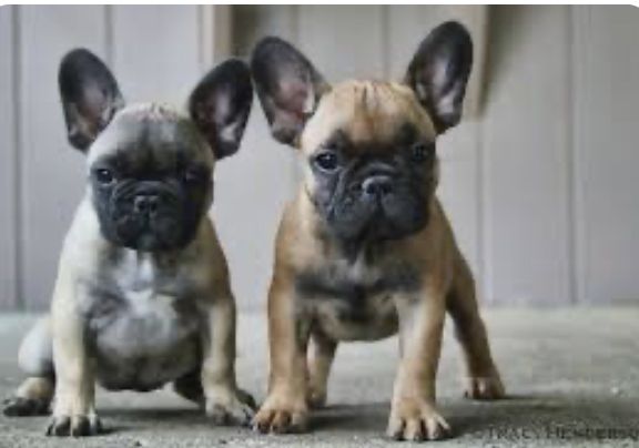 Französische Bulldog Welpen