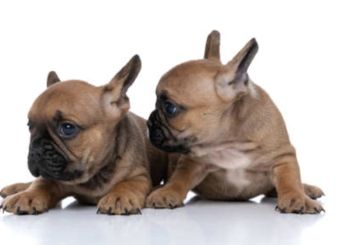 Französische Bulldog Welpen