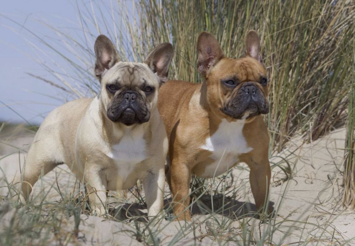 Französische Bulldog Welpen