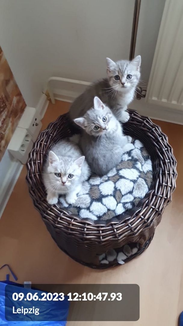 BKH Wiskas Tabbys sind Abgabebereit