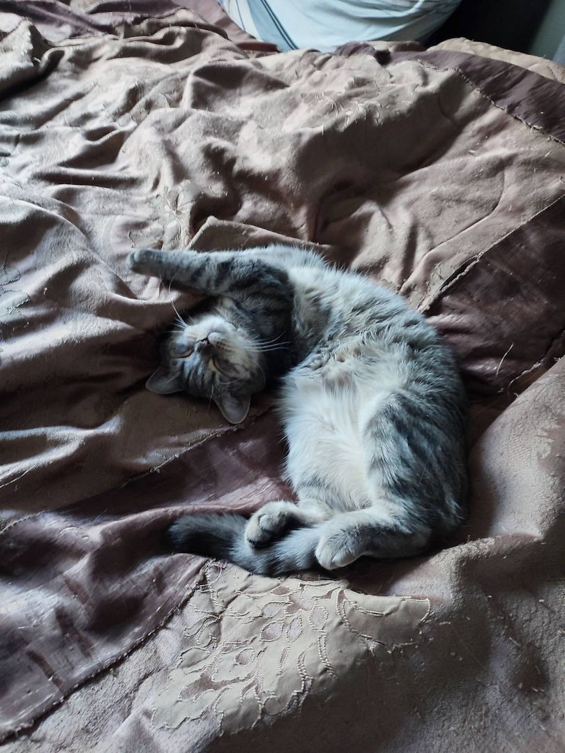 BKH Wiskas Tabbys sind Abgabebereit