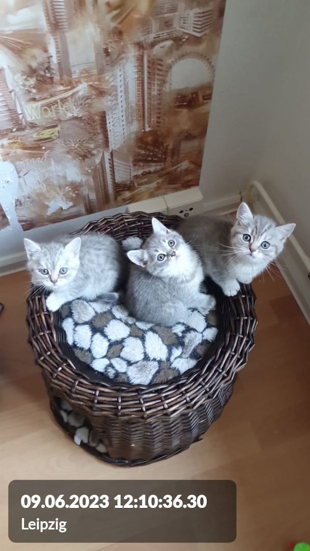 BKH Wiskas Tabbys sind Abgabebereit