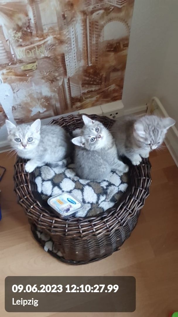 BKH Wiskas Tabbys sind Abgabebereit