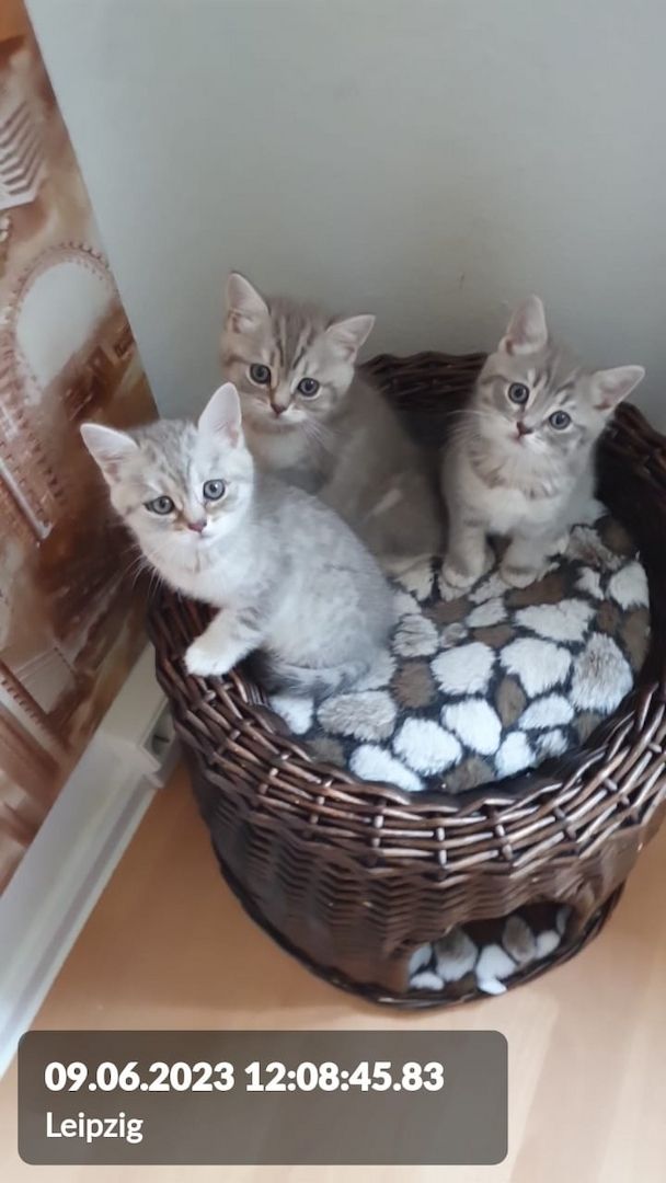 BKH Wiskas Tabbys sind Abgabebereit