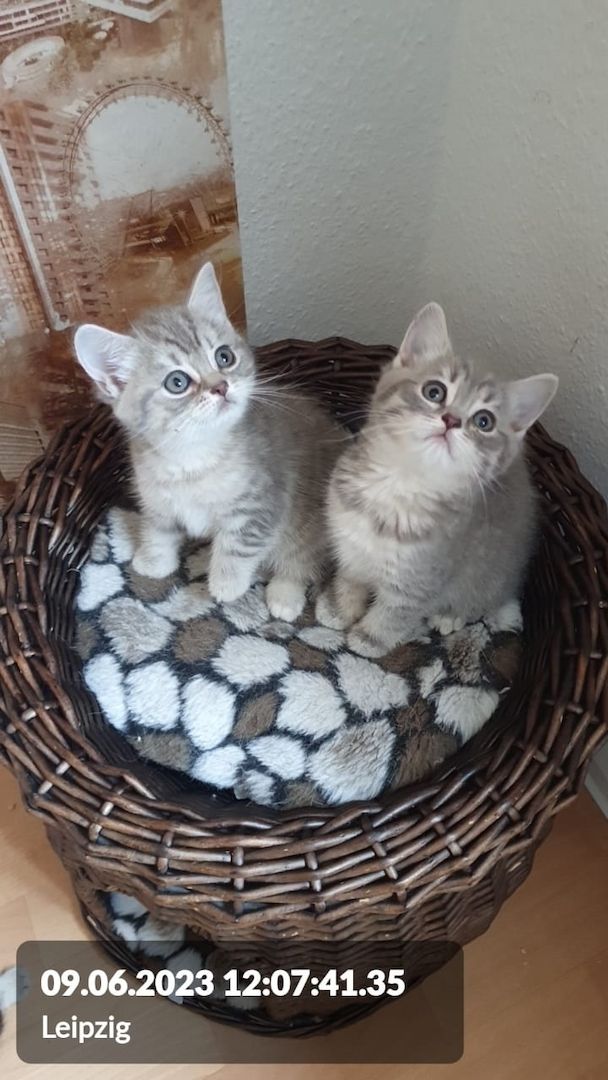 BKH Wiskas Tabbys sind Abgabebereit