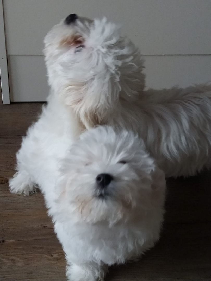 Reinrassige Malteser Welpen