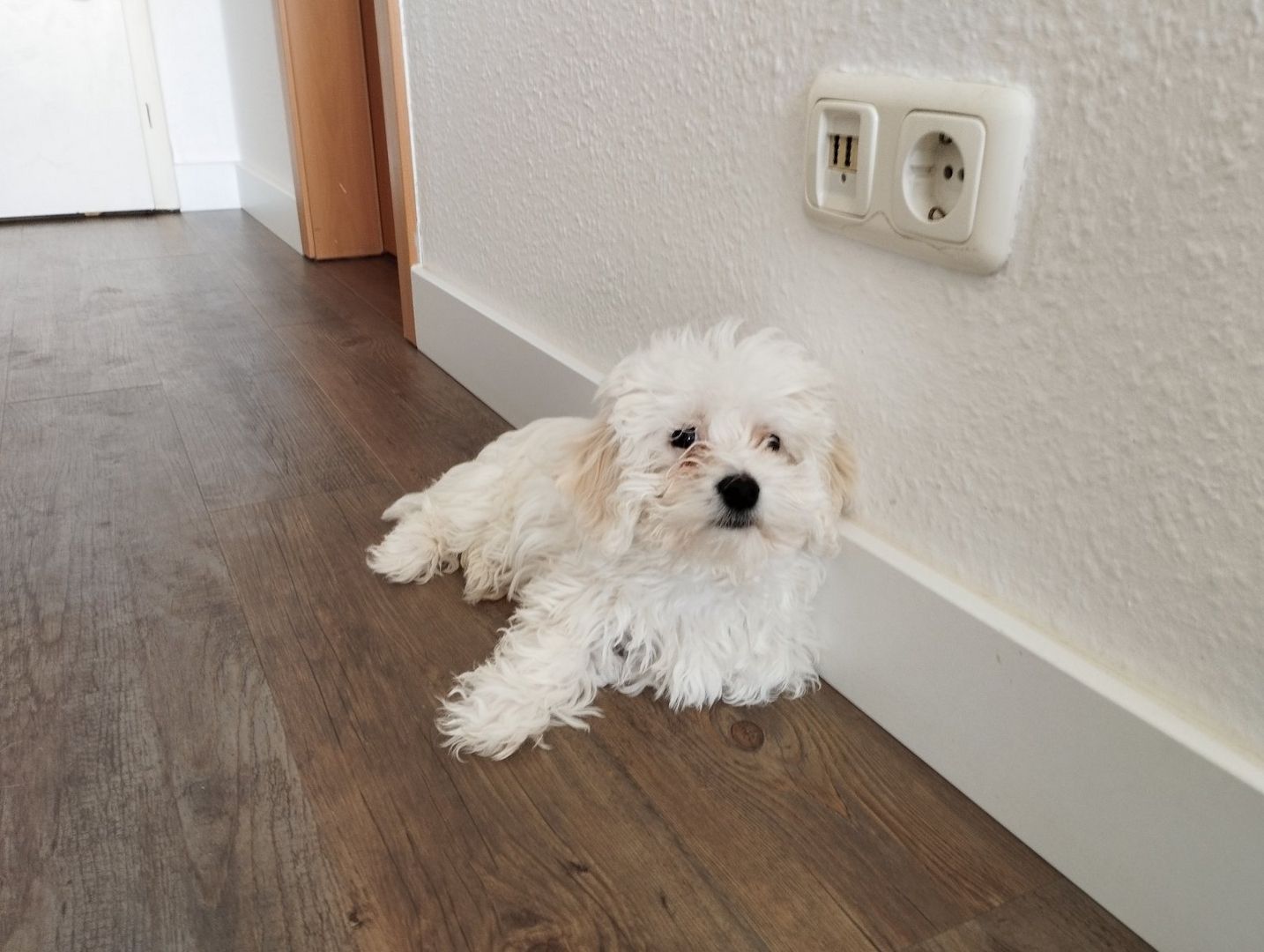 Reinrassige Malteser Welpen