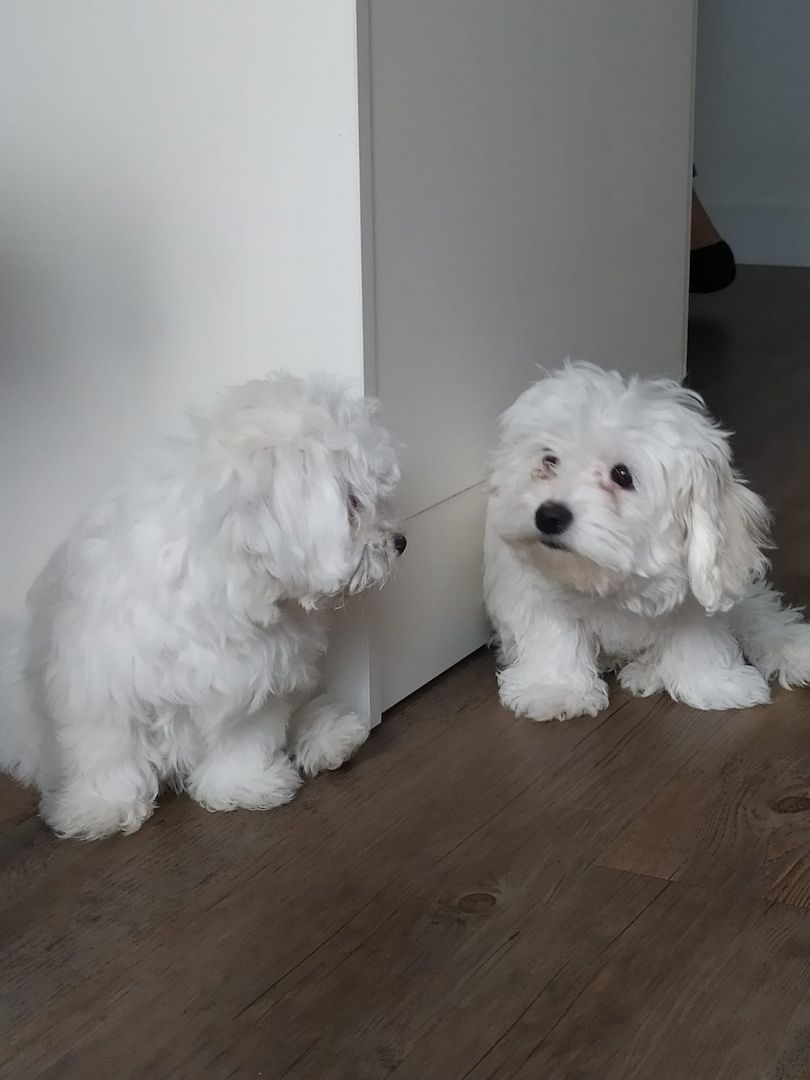 Reinrassige Malteser Welpen