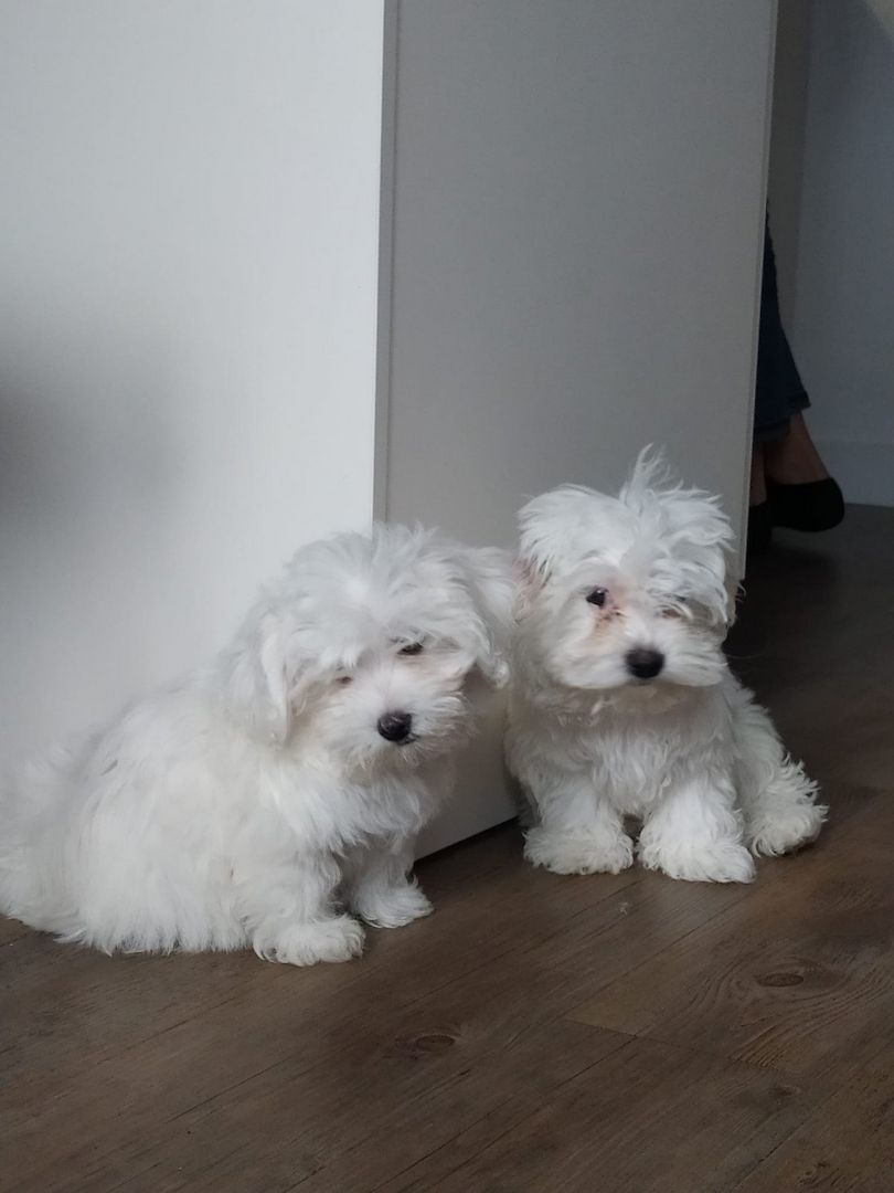 Reinrassige Malteser Welpen