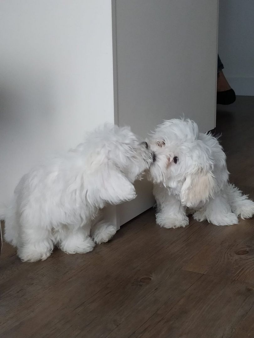 Reinrassige Malteser Welpen