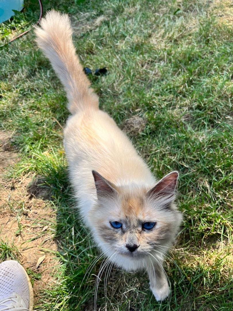 Heilige Birma Kitten