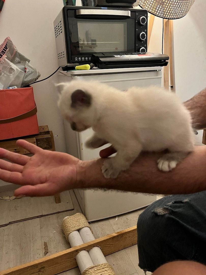 Heilige Birma Kitten