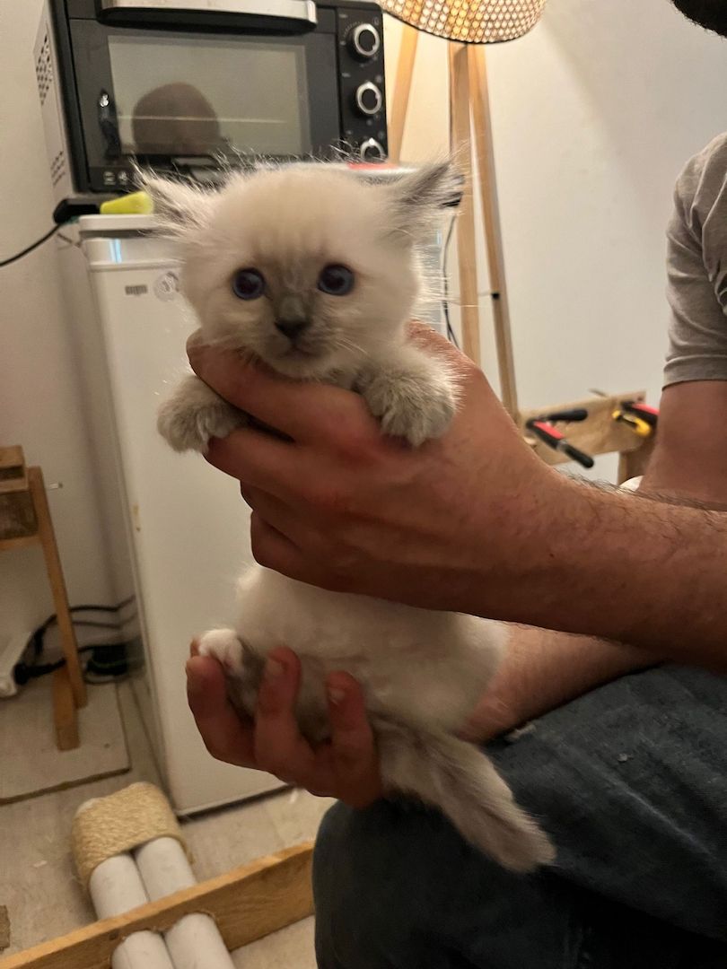 Heilige Birma Kitten