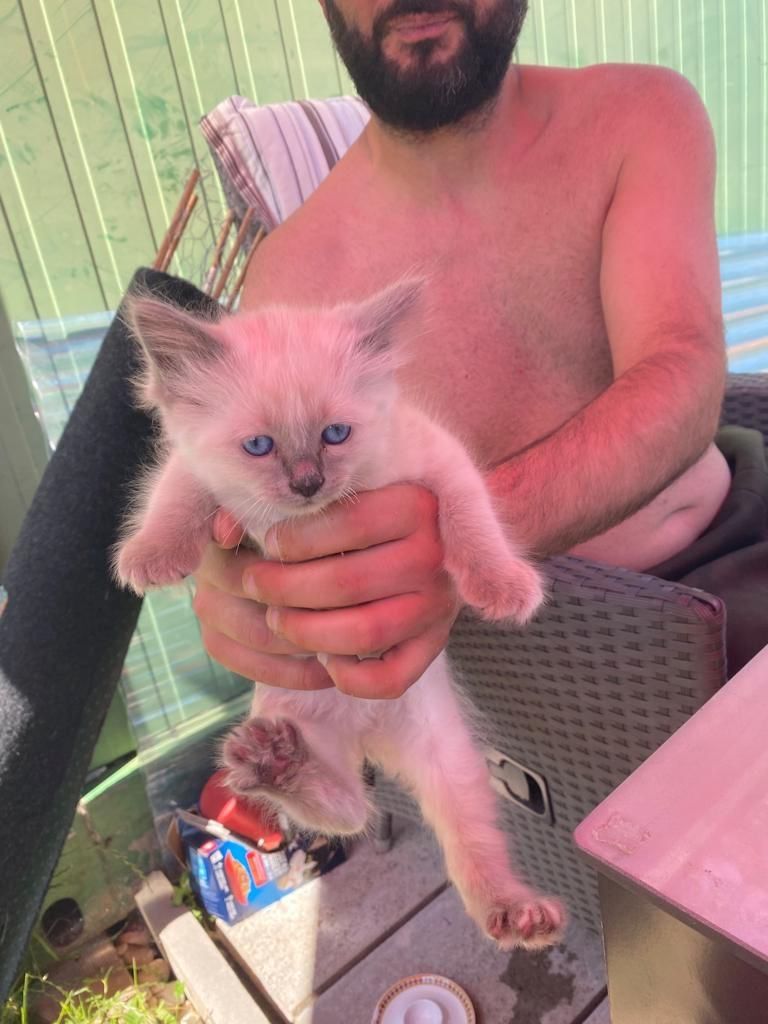 Heilige Birma Kitten