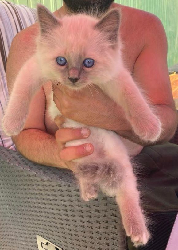 Heilige Birma Kitten