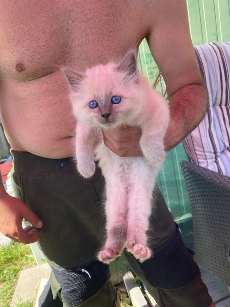 Heilige Birma Kitten