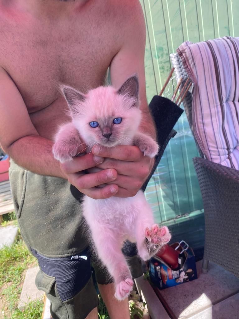 Heilige Birma Kitten