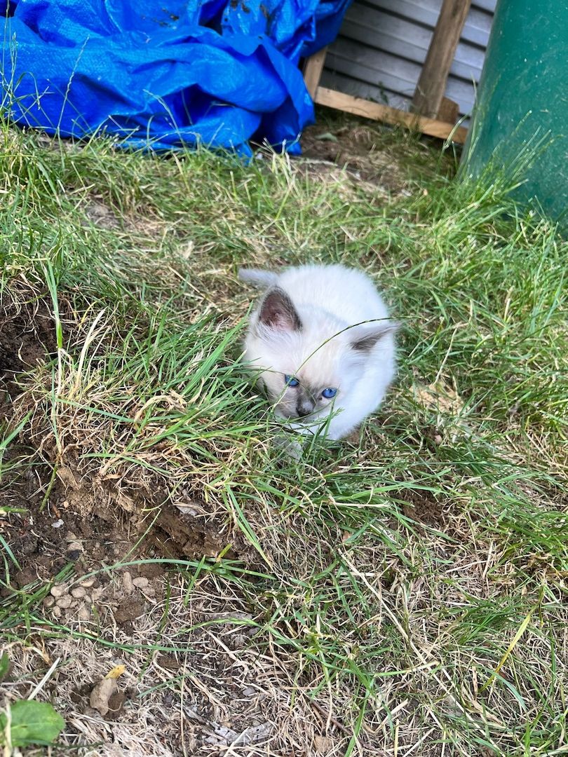 Heilige Birma Kitten