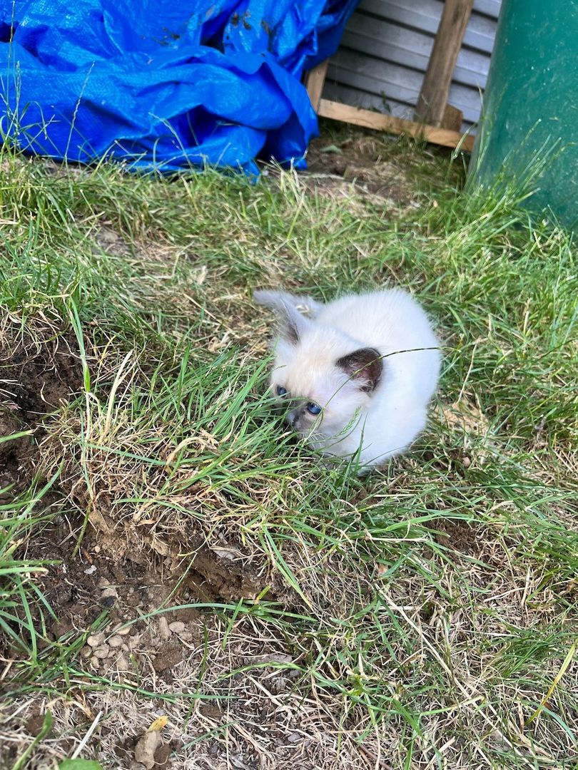 Heilige Birma Kitten