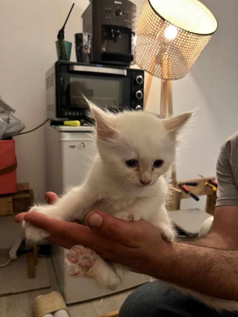 Heilige Birma Kitten