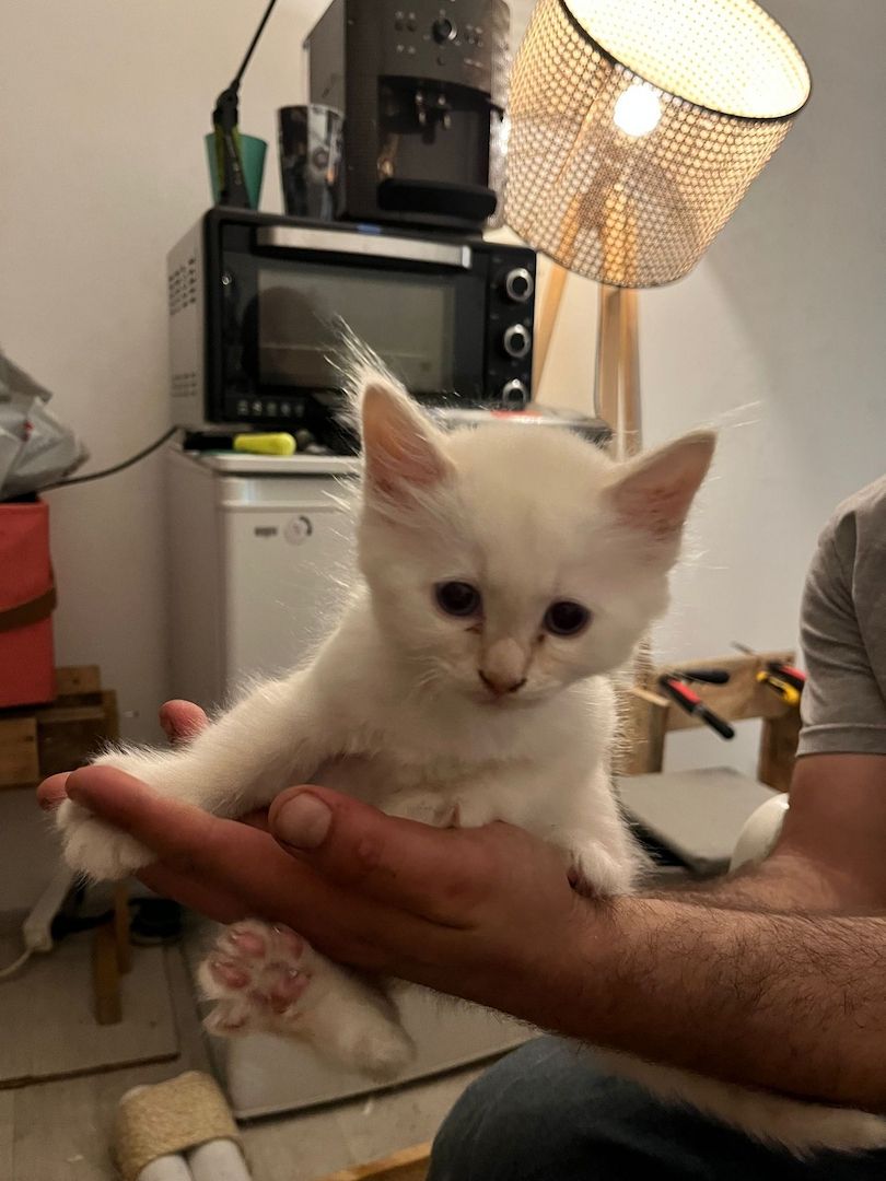 Heilige Birma Kitten