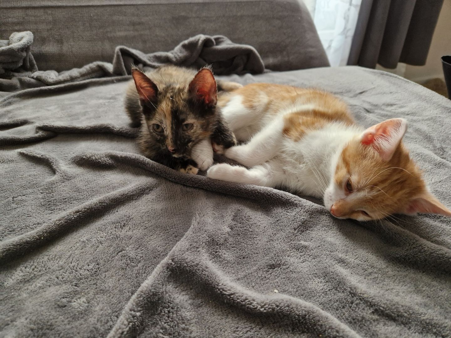 Zwei süße kitten suchen neues liebevolles zuhause