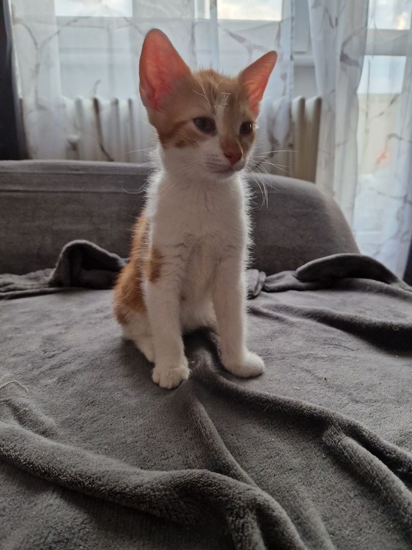 Zwei süße kitten suchen neues liebevolles zuhause