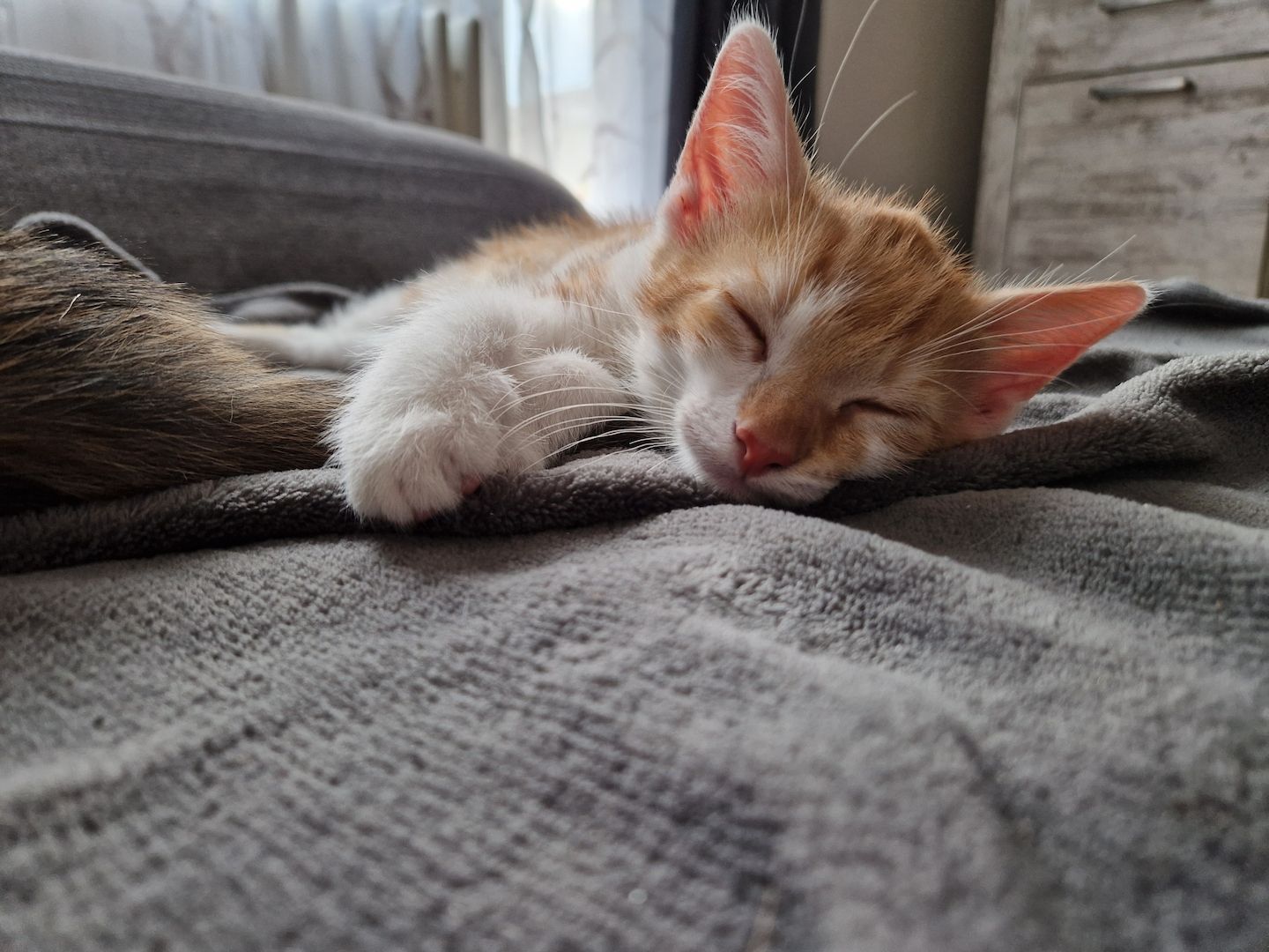 Zwei süße kitten suchen neues liebevolles zuhause