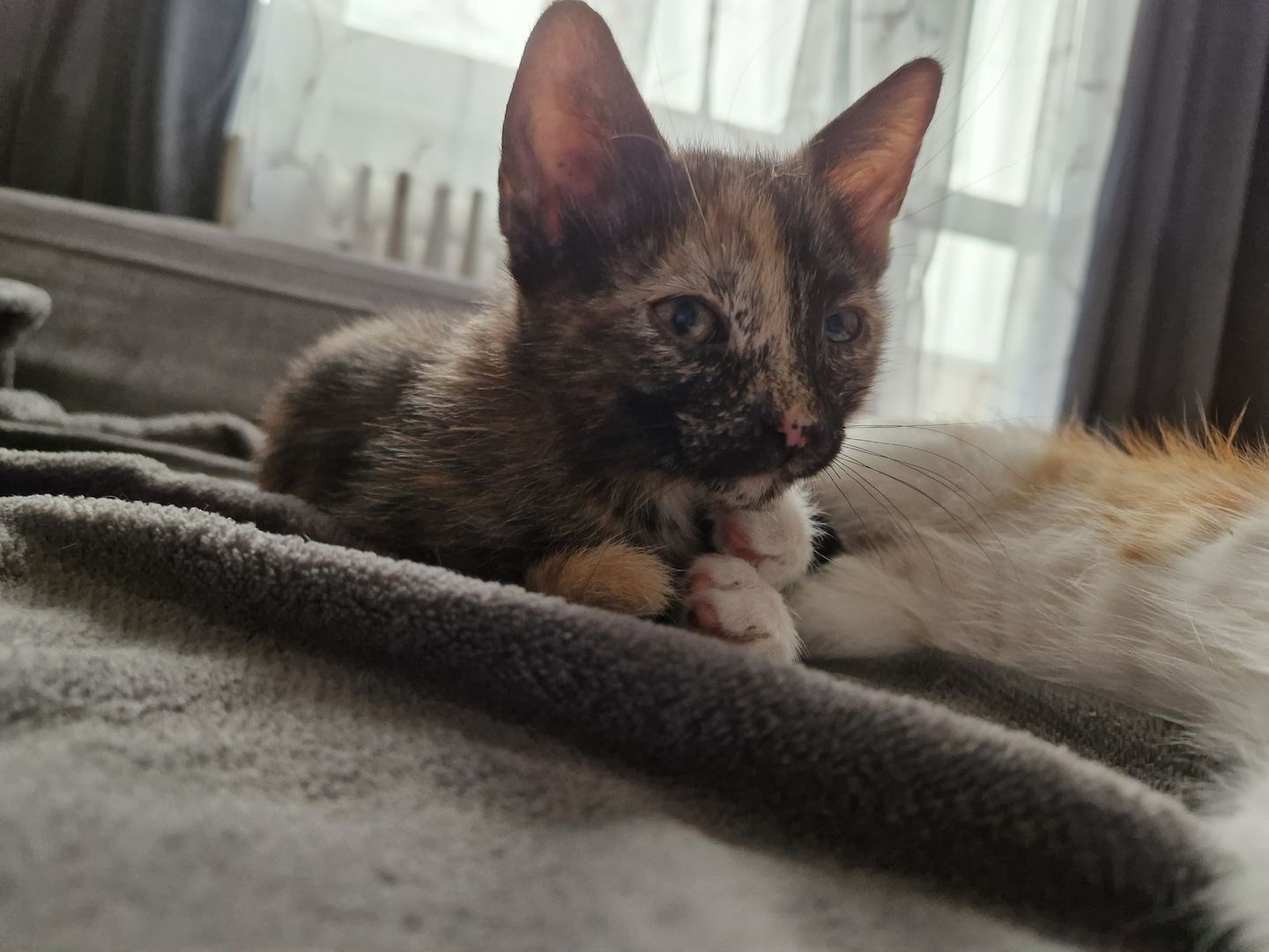 Zwei süße kitten suchen neues liebevolles zuhause