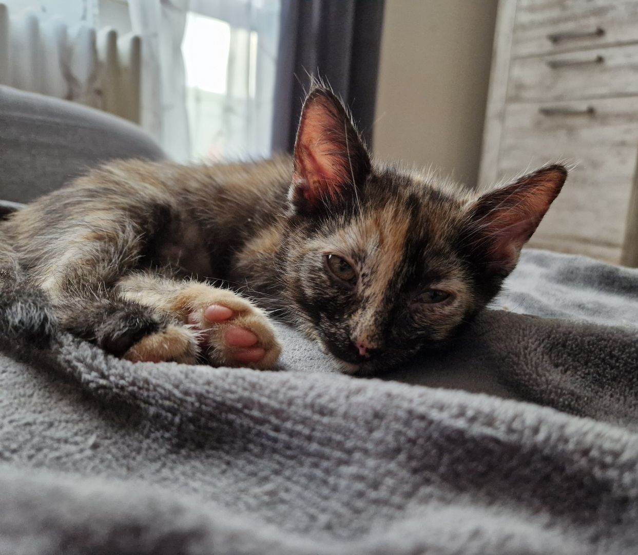 Zwei süße kitten suchen neues liebevolles zuhause