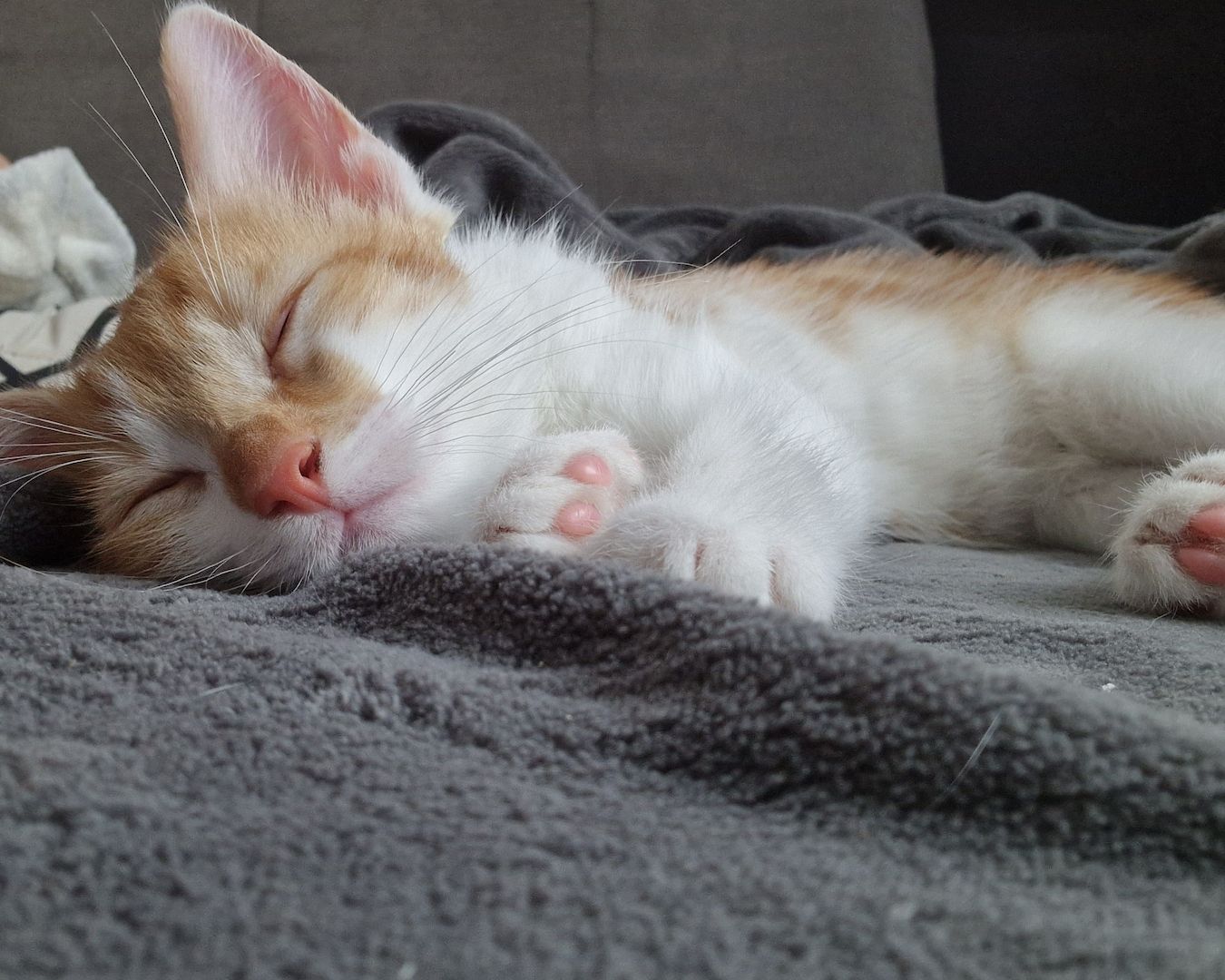 Zwei süße kitten suchen neues liebevolles zuhause