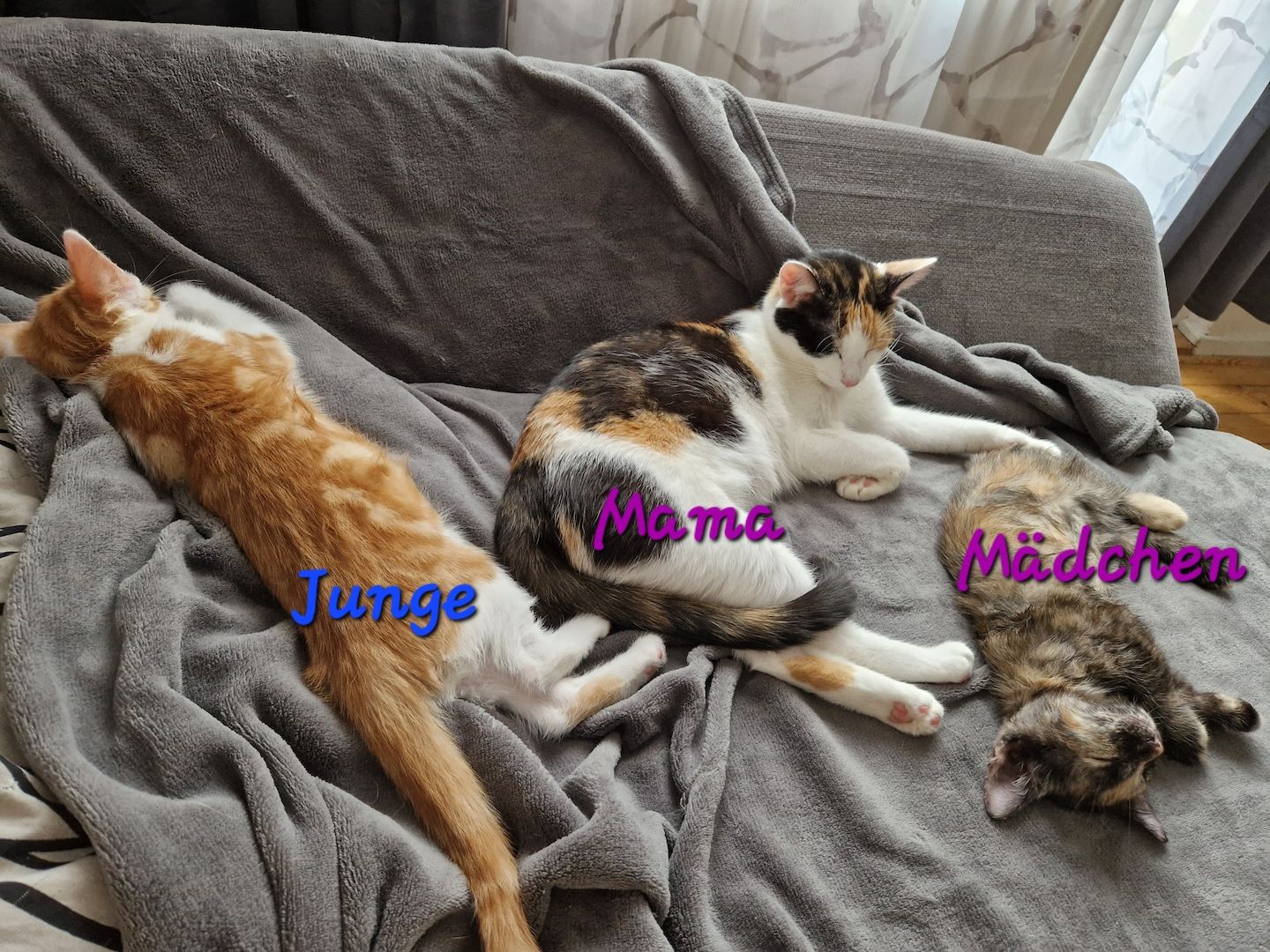 Zwei süße kitten suchen neues liebevolles zuhause