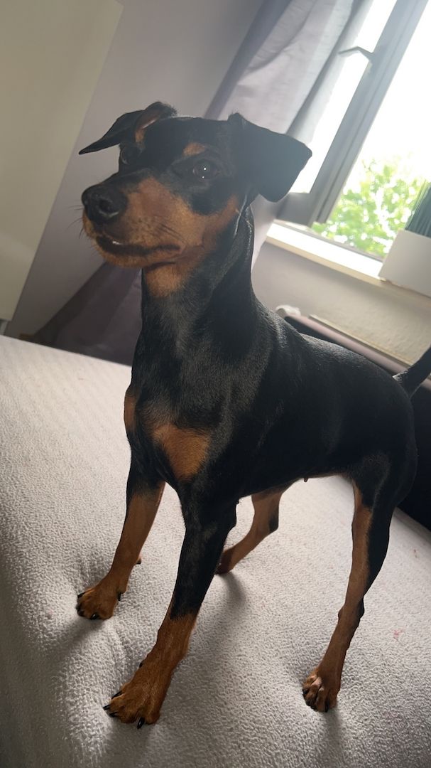 Maila sucht neues Zuhause