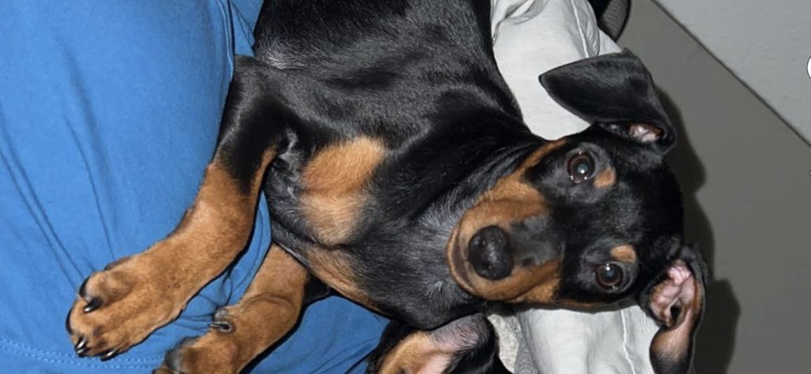 Maila sucht neues Zuhause