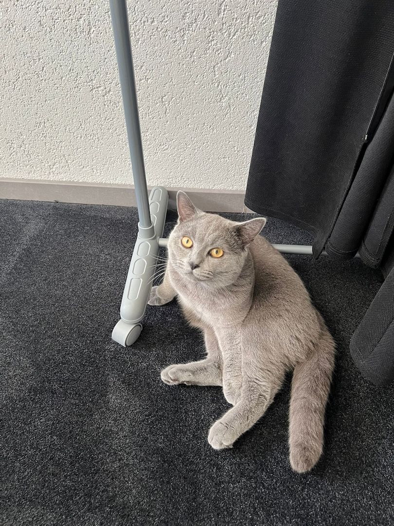 BKH Katze(männlich) zu verkaufen!