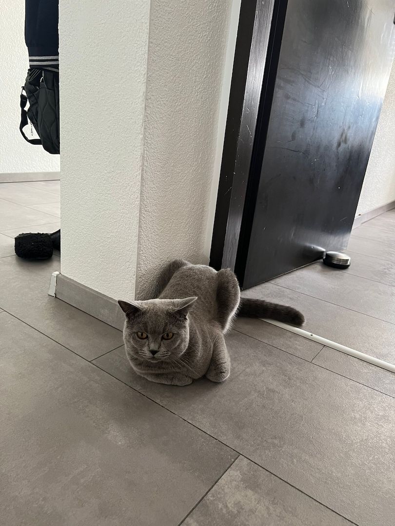 BKH Katze(männlich) zu verkaufen!