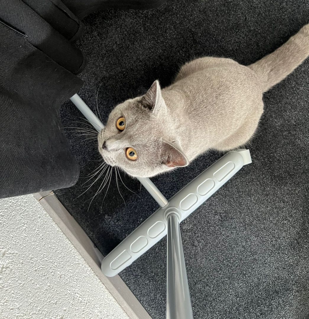 BKH Katze(männlich) zu verkaufen!