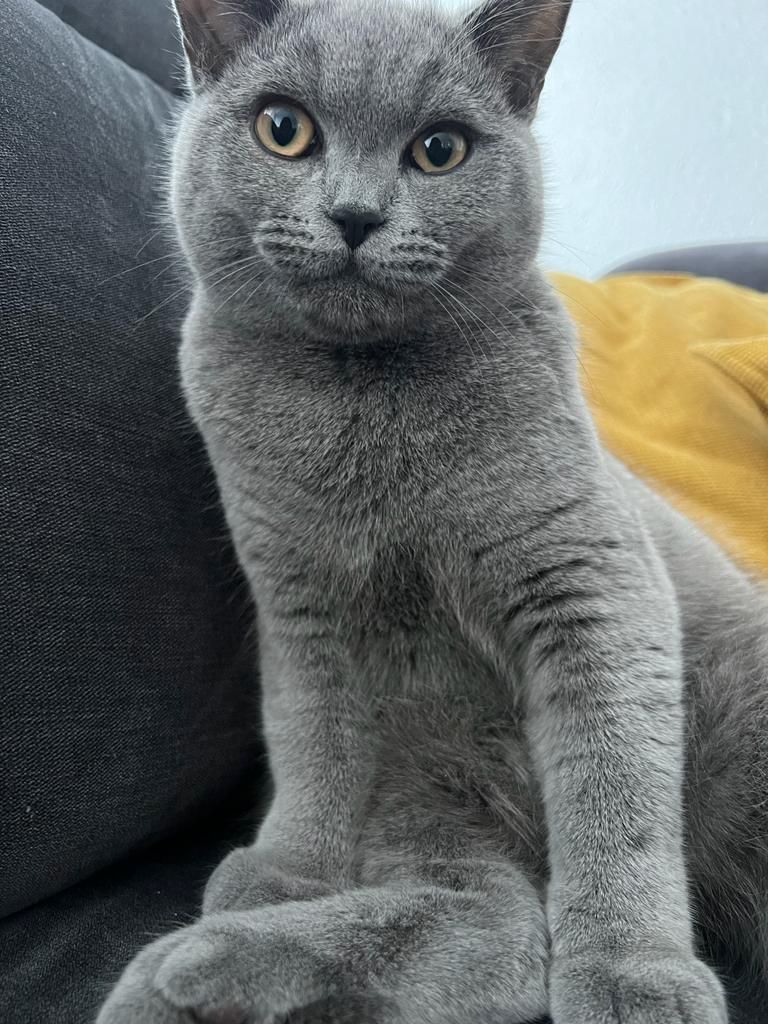 BKH Katze(männlich) zu verkaufen!