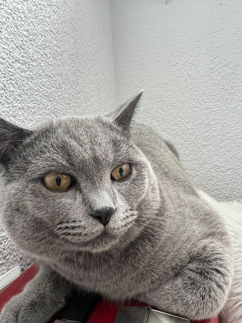 BKH Katze(männlich) zu verkaufen!