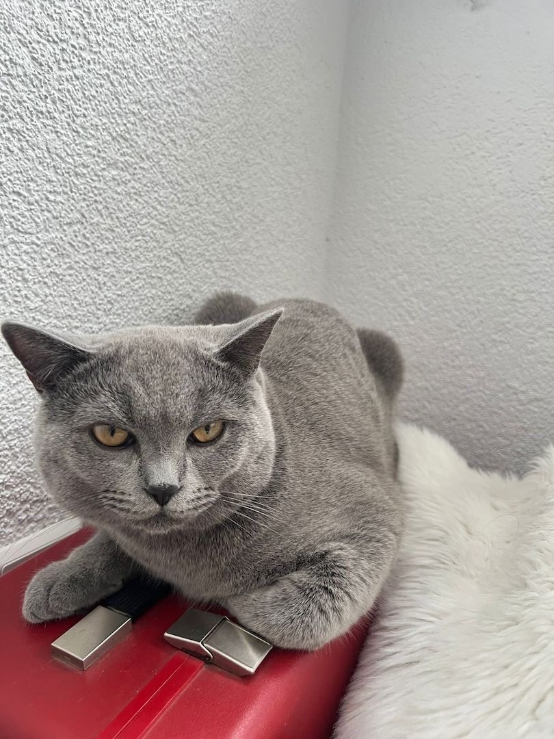 BKH Katze(männlich) zu verkaufen!