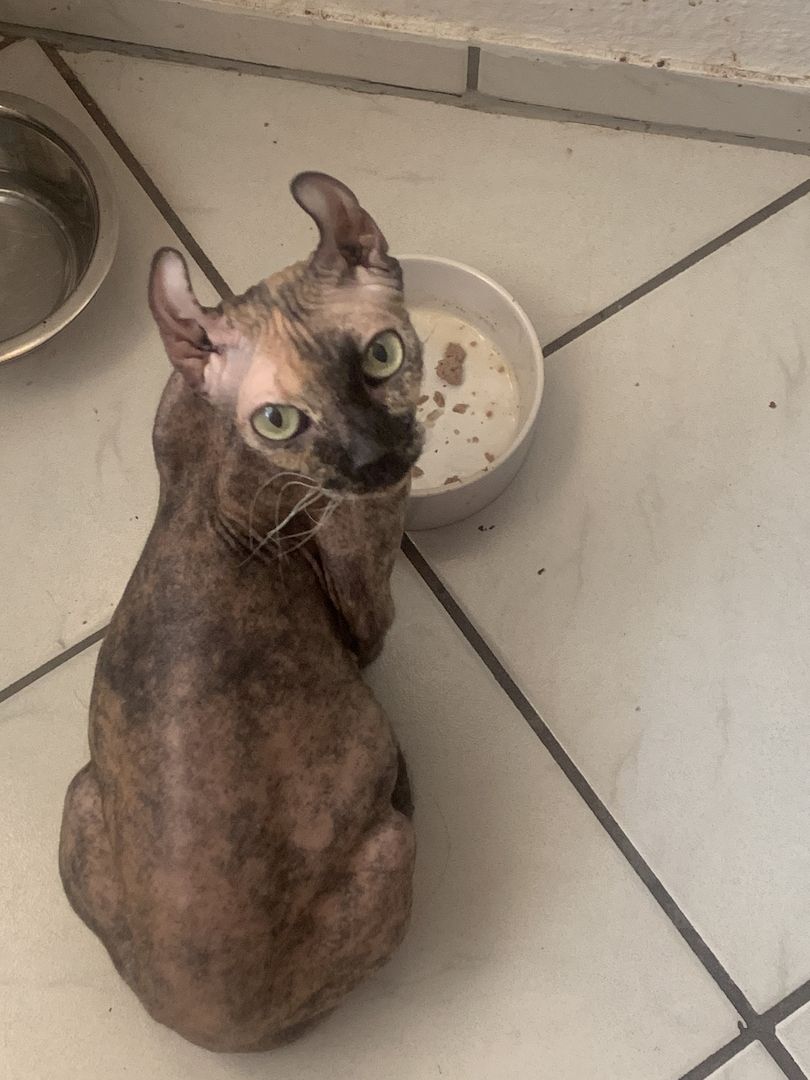 Sphinx Weibchen mit Stammbaum zuverkaufen