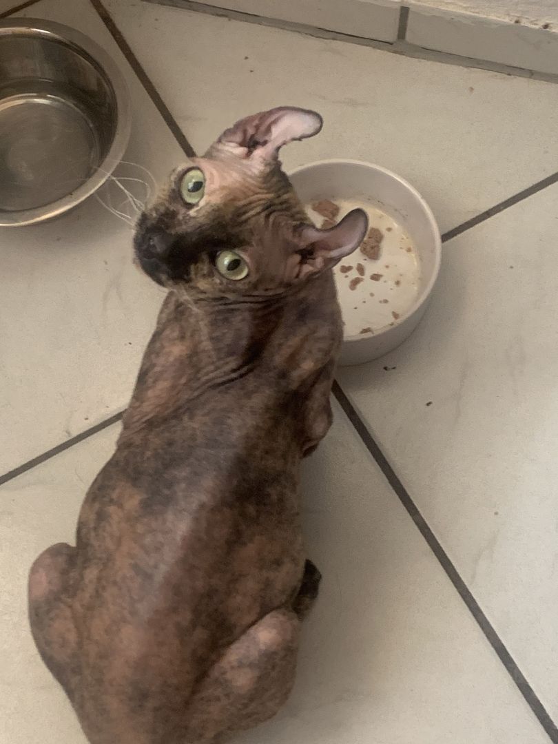 Sphinx Weibchen mit Stammbaum zuverkaufen