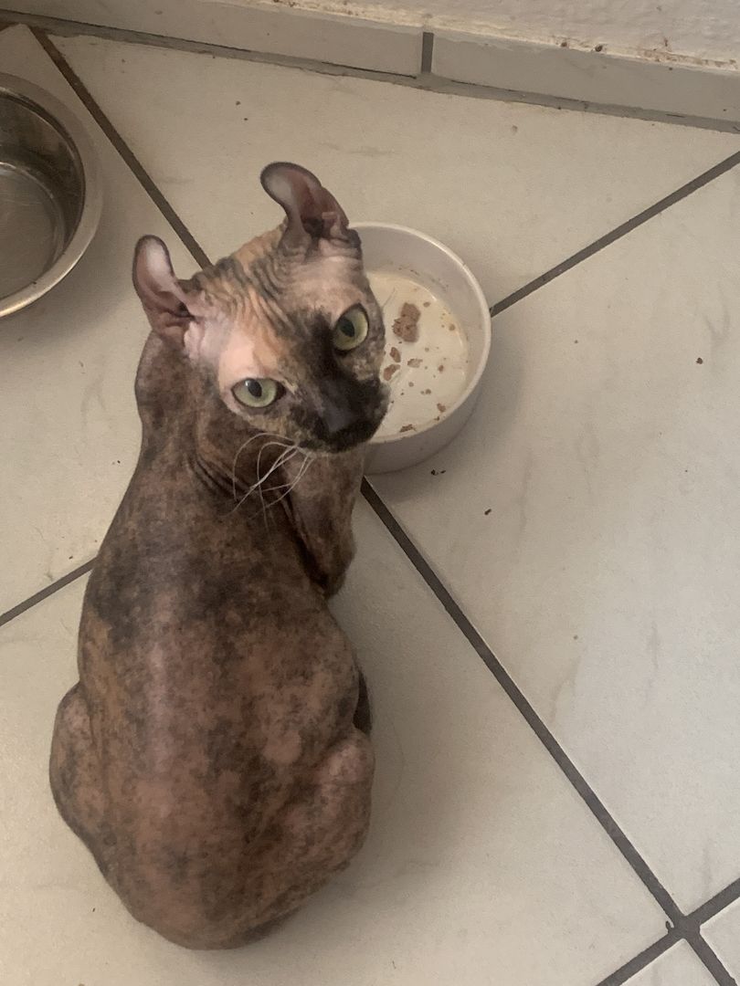 Sphinx Weibchen mit Stammbaum zuverkaufen