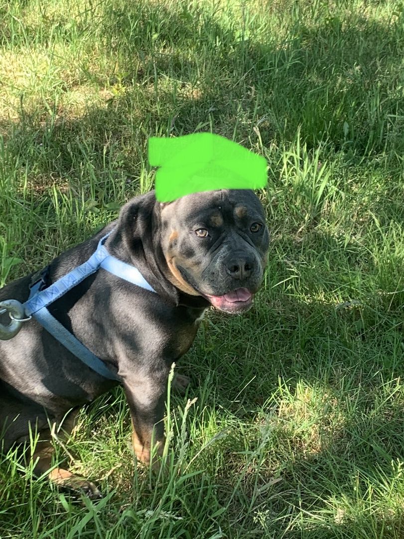 American bully Weibchen